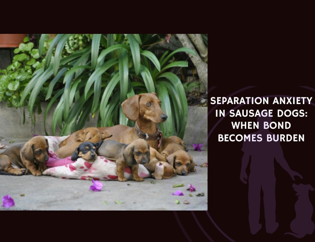 Separation Anxiety in Sausage Dogs When Bond Becomes Burden