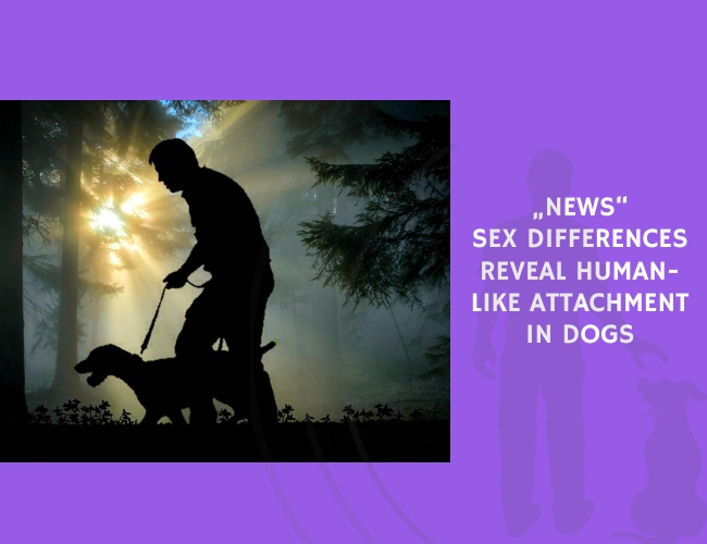 Sex Differences Reveal Human-Like Attachment in Dogs