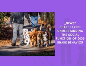 Shake It Off Understanding the Social Function of Dog Shake Behavior