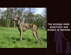 The Sloughi Mind Sensitivity and Silence in Training