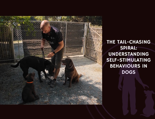 The Tail-Chasing Spiral Understanding Self-Stimulating Behaviours in Dogs