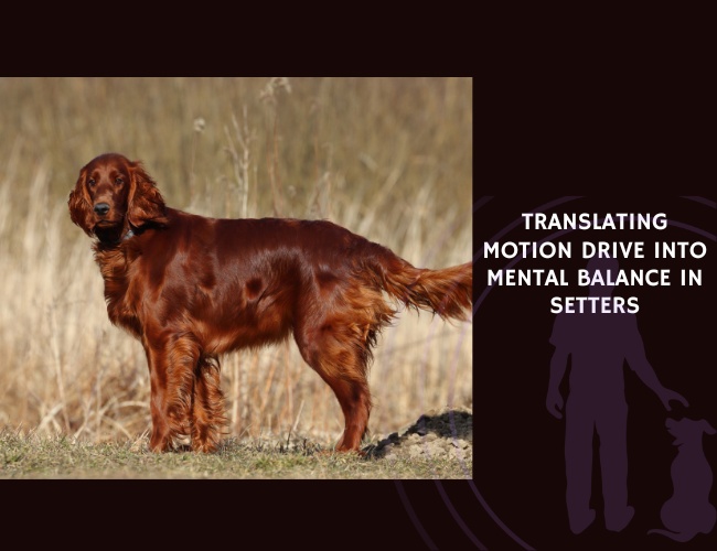 Translating Motion Drive into Mental Balance in Setters