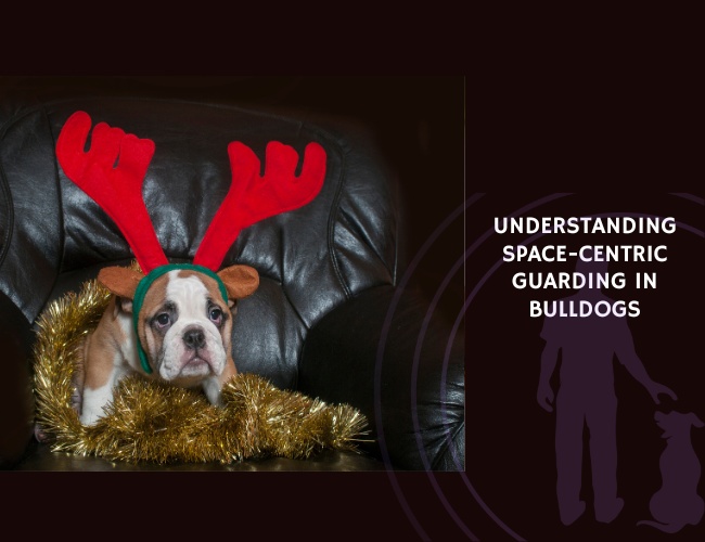 Understanding Space-Centric Guarding in Bulldogs
