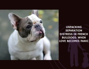 Unpacking Separation Distress in French Bulldogs When Love Becomes Panic