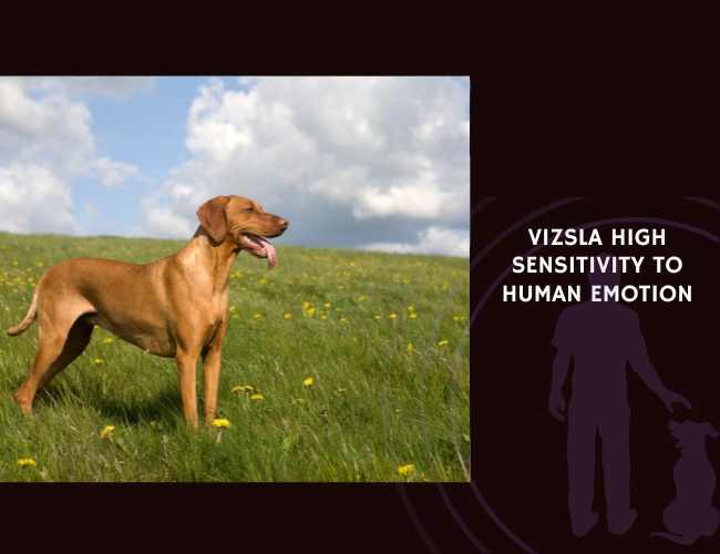 Vizsla High Sensitivity to Human Emotion