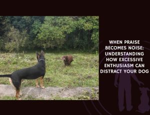 When Praise Becomes Noise Understanding How Excessive Enthusiasm Can Distract Your Dog