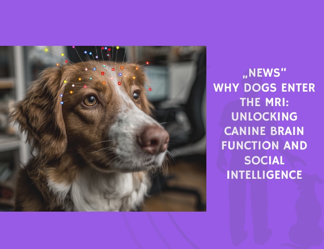 Why Dogs Enter the MRI Unlocking Canine Brain Function and Social Intelligence