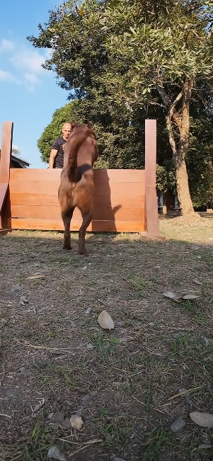 dog jumping over wooden barrier