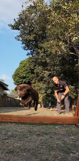 Dog jumping with owner watching