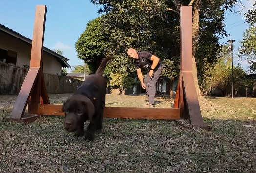 Dog jumping over obstacle with trainer
