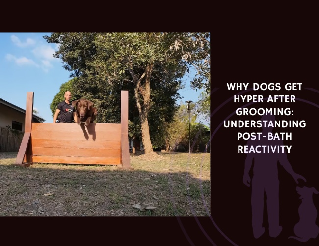 Why Dogs Get Hyper After Grooming Understanding Post-Bath Reactivity