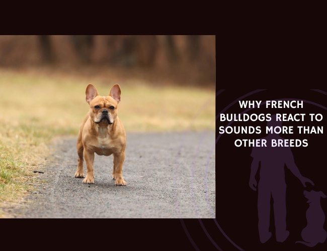 Why French Bulldogs React to Sounds More Than Other Breeds