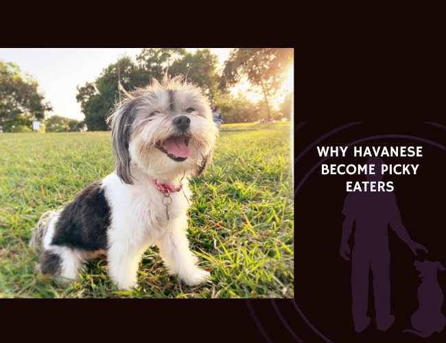 Why Havanese Become Picky Eaters