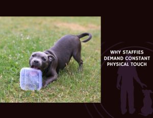 Why Staffies Demand Constant Physical Touch