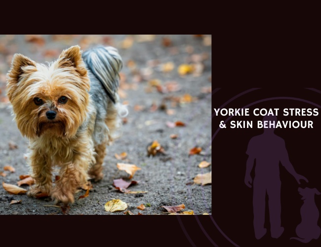 Yorkie Coat Stress Skin Behaviour