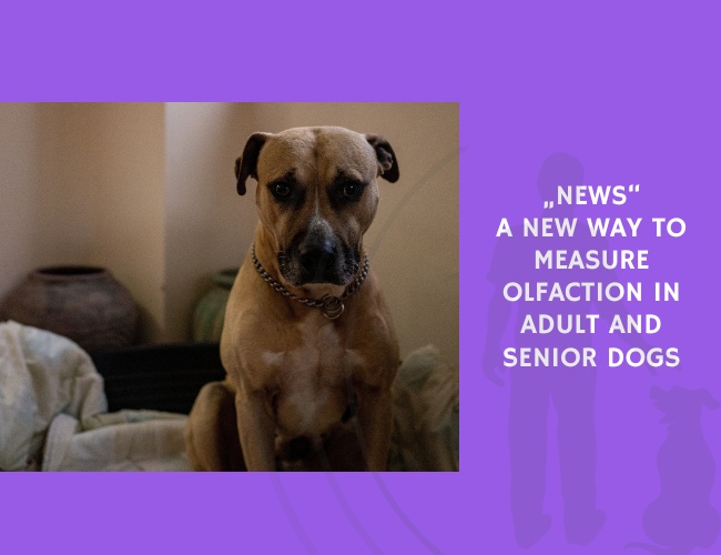 A New Way to Measure Olfaction in Adult and Senior Dogs
