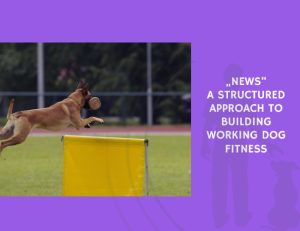 A Structured Approach to Building Working Dog Fitness