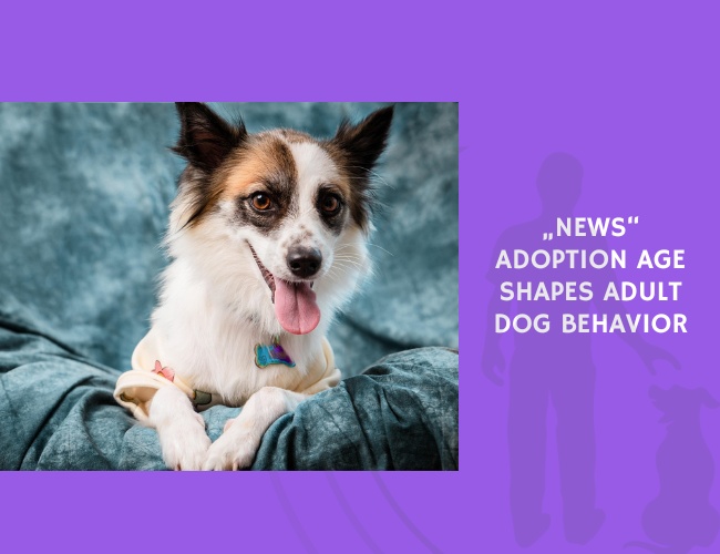 Adoption Age Shapes Adult Dog Behavior
