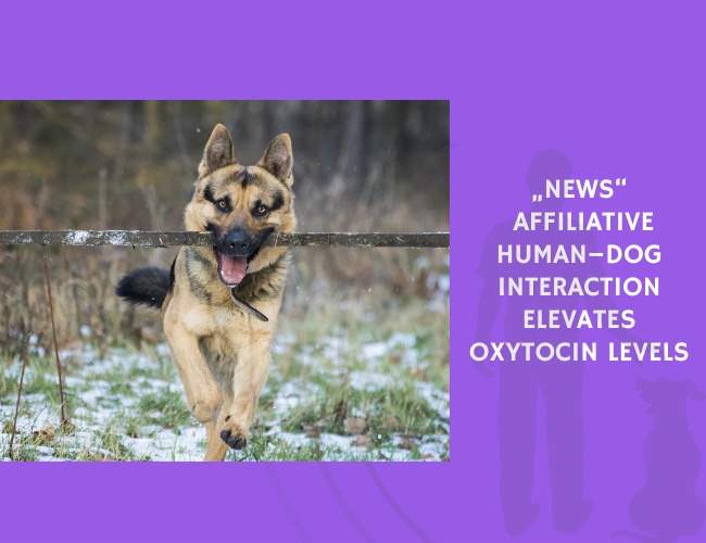 Affiliative Human–Dog Interaction Elevates Oxytocin Levels