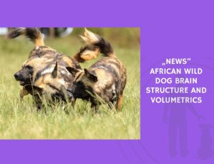 African Wild Dog Brain Structure and Volumetrics