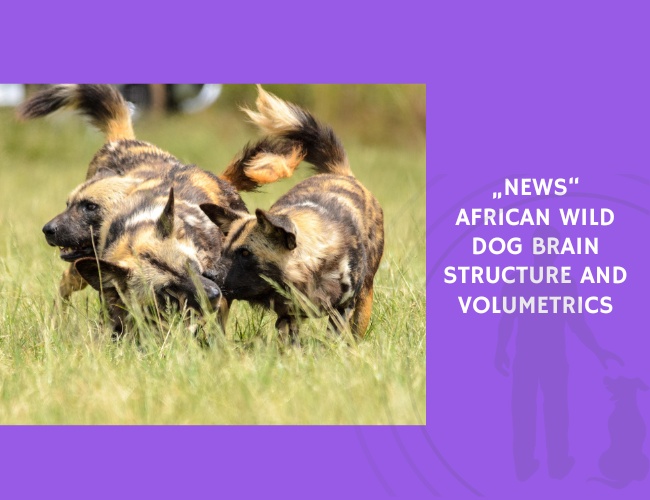 African Wild Dog Brain Structure and Volumetrics