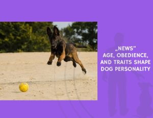 Age, Obedience, and Traits Shape Dog Personality