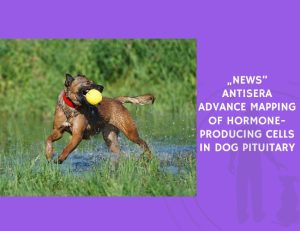 Antisera Advance Mapping of Hormone-Producing Cells in Dog Pituitary