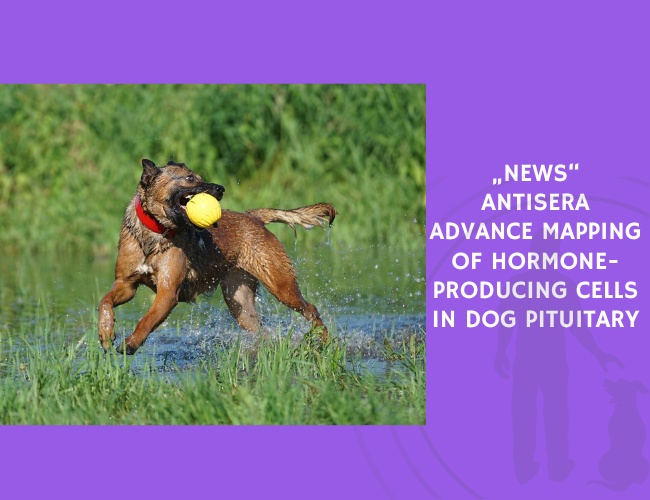 Antisera Advance Mapping of Hormone-Producing Cells in Dog Pituitary
