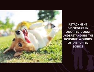 Attachment Disorders in Adopted Dogs Understanding the Invisible Wounds of Disrupted Bonds