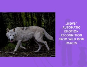 Automatic Emotion Recognition from Wild Dog Images