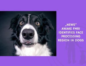 Awake fMRI Identifies Face Processing Region in Dogs