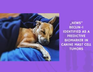 Beclin-1 Identified as a Predictive Biomarker in Canine Mast Cell Tumors