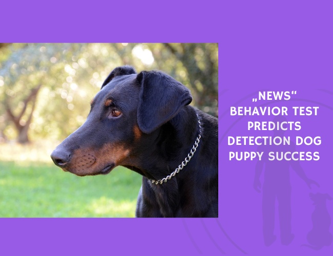 Behavior Test Predicts Detection Dog Puppy Success