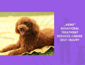 Behavioral Treatment Reduces Canine Self-Injury