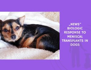 Biologic Response to Meniscal Transplants in Dogs