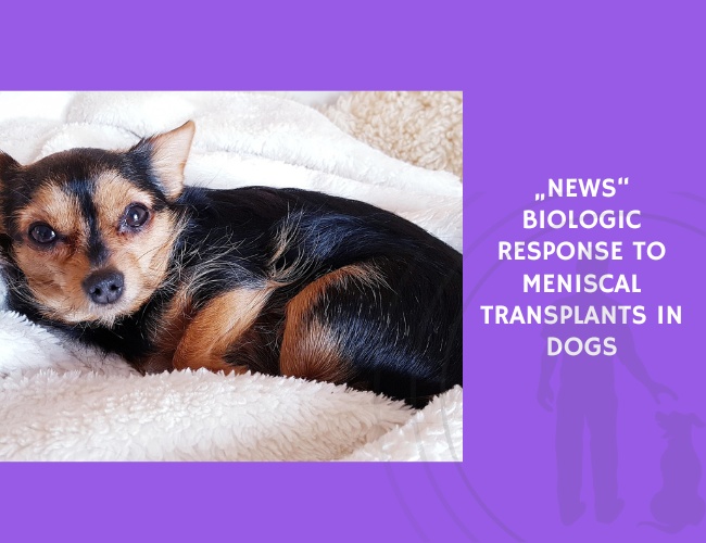 Biologic Response to Meniscal Transplants in Dogs