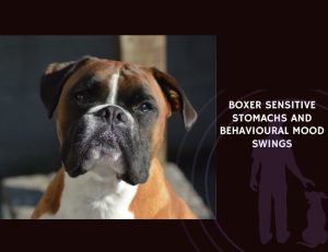 Boxer Sensitive Stomachs and Behavioural Mood Swings