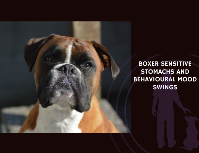 Boxer Sensitive Stomachs and Behavioural Mood Swings