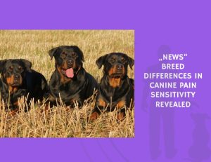 Breed Differences in Canine Pain Sensitivity Revealed