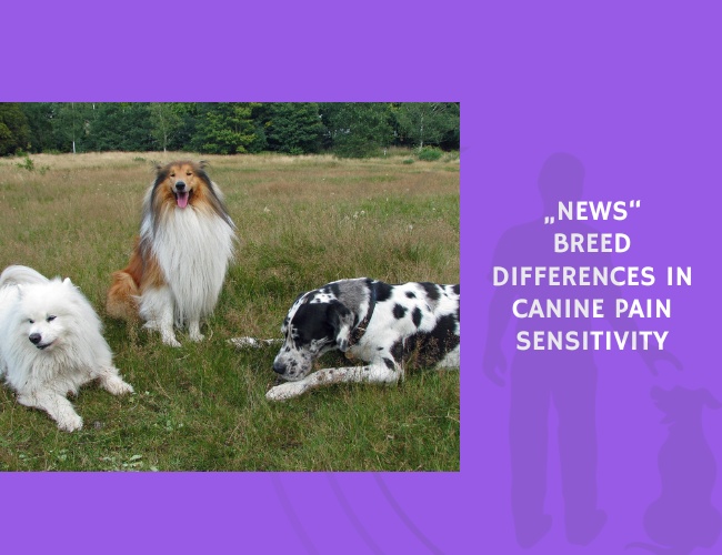 Breed Differences in Canine Pain Sensitivity