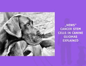 Cancer Stem Cells in Canine Gliomas Explained