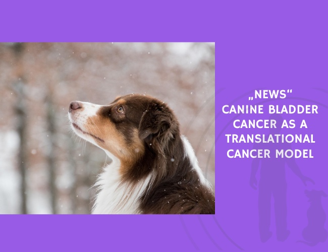 Canine Bladder Cancer as a Translational Cancer Model