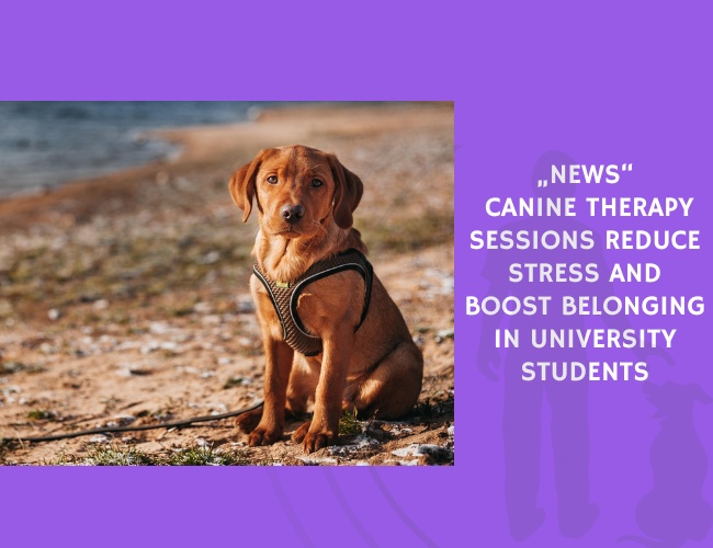 Canine Therapy Sessions Reduce Stress and Boost Belonging in University Students