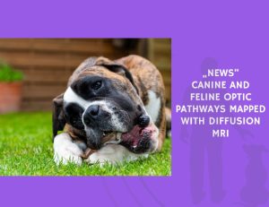 Canine and Feline Optic Pathways Mapped with Diffusion MRI