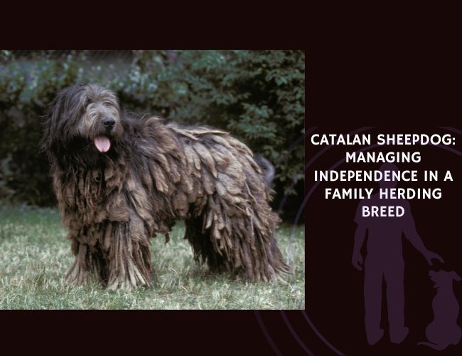 Catalan Sheepdog Managing Independence in a Family Herding Breed