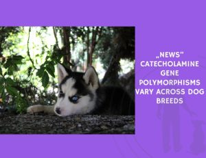 Catecholamine Gene Polymorphisms Vary Across Dog Breeds