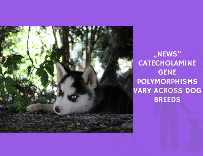 Catecholamine Gene Polymorphisms Vary Across Dog Breeds