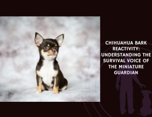 Chihuahua Bark Reactivity Understanding the Survival Voice of the Miniature Guardian