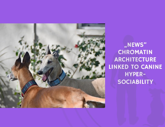 Chromatin Architecture Linked to Canine Hyper-Sociability