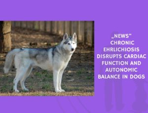 Chronic Ehrlichiosis Disrupts Cardiac Function and Autonomic Balance in Dogs